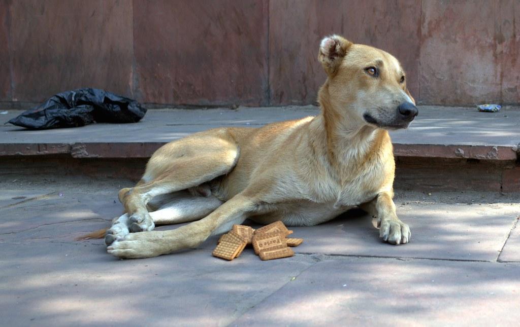 15647626349_87715e151c_b