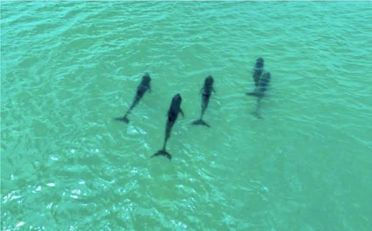 dauphin nageant dans la mer AKP
