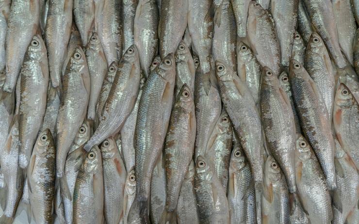 Le Vietnam appelle Washington à réexaminer l’interdiction des produits de la mer