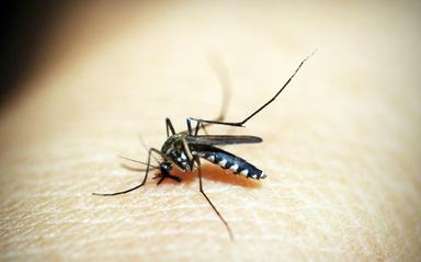 Le Vietnam sous la menace du chikungunya