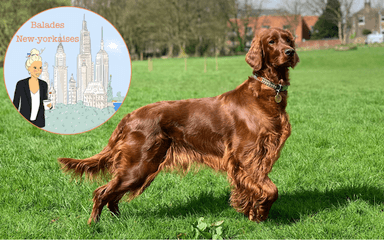 balades newyorkaises mars hill