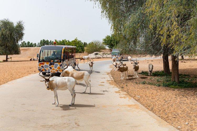 dubai safari park