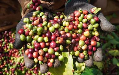 Quand le café Vietnamien conquiert le monde
