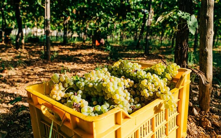 raisins verts dans caisse en plastique jaune