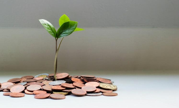 une plante verte pousse sur des pièces de monnaie