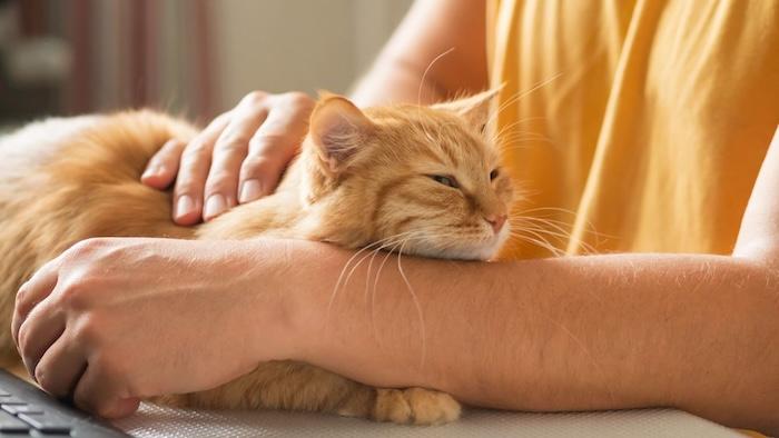 un chat dans les mains d'un humain