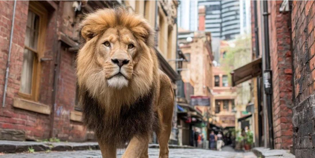 Lion en ville