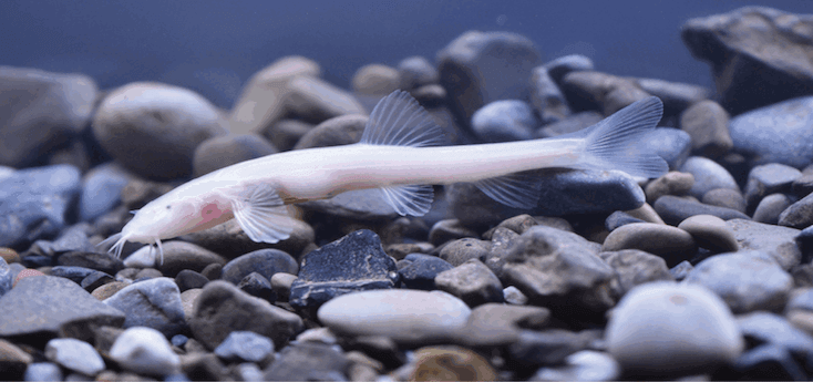 © Institut de zoologie de Kunming, Académie chinoise des sciences, Kunming, Chine