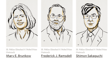 Mary E. Brunkow, Fred Ramsdell et Shimon Sakaguchi, prix Nobel médecine 2025