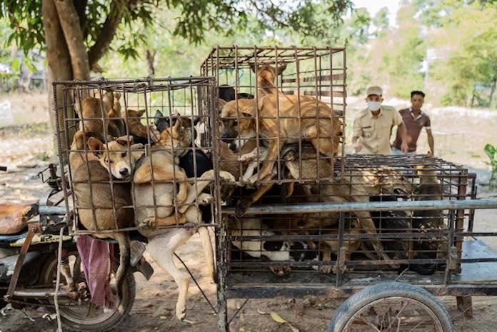 Vers une interdiction de la viande de chien 2