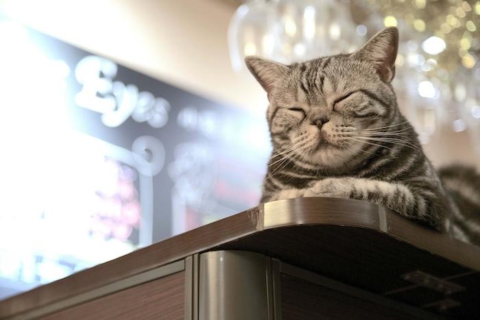 Un chat sur un comptoir de bar