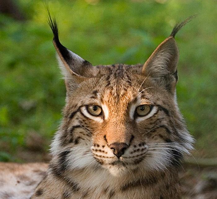 lynx boreal
