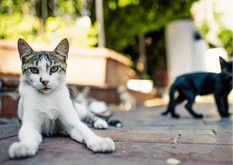 Chat allongé sur des pavés à Istanbul, illustration d’une pension féline décidée par la justice turque