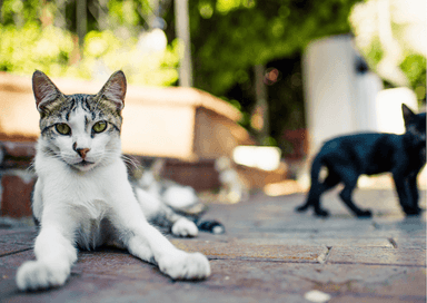Chat allongé sur des pavés à Istanbul, illustration d’une pension féline décidée par la justice turque