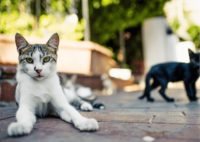 Chat allongé sur des pavés à Istanbul, illustration d’une pension féline décidée par la justice turque