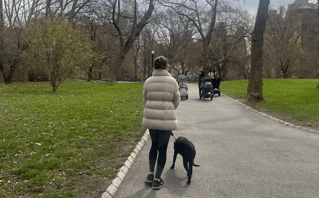 Une maîtresse tient son chien en laisse dans Central Park