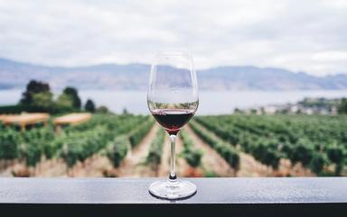 verre de vin rouge posé devant des vignes