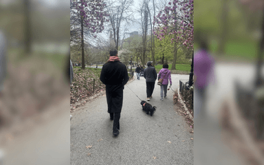 Homme de dos promène son chien New York parc