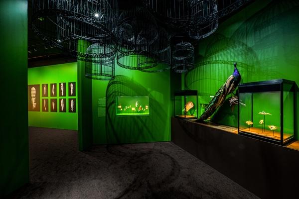 1.-LÉCOLE-Middle-East-Exhibition-_Poetry-of-Birds__Birds-Families-4-1