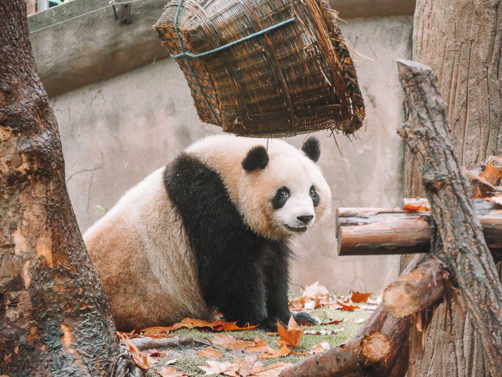Panda géant de Chine