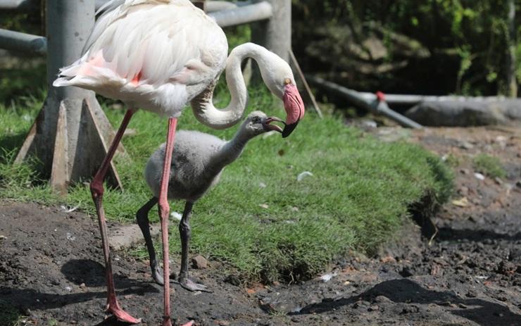 Naissance naturelle de flamants roses au Jardin botanique de Saïgon