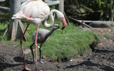 Naissance naturelle de flamants roses au Jardin botanique de Saïgon