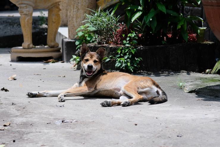 Chiens et chats dans la rue : le Vietnam triple les amendes
