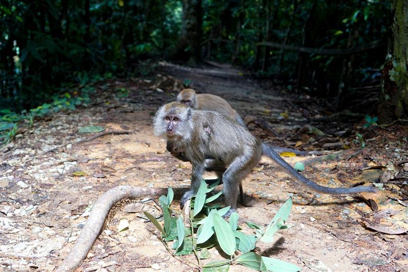 un macaque à singapour
