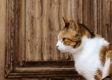 Chat d’Istanbul devant une porte ancienne en bois, rappelant l’atmosphère des petites “portes à chats” restaurées du palais de Topkapı.