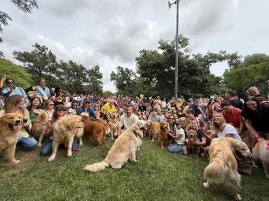 record de golden retriever à Buenos Aires 2025-12-08