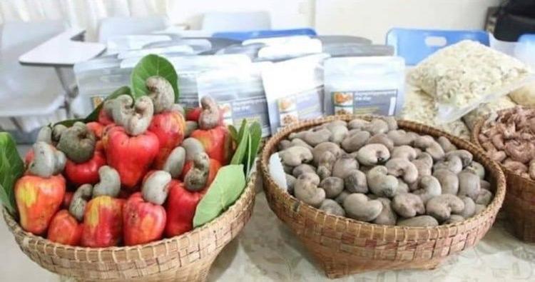 Croissance et défis de la noix de cajou au Cambodge