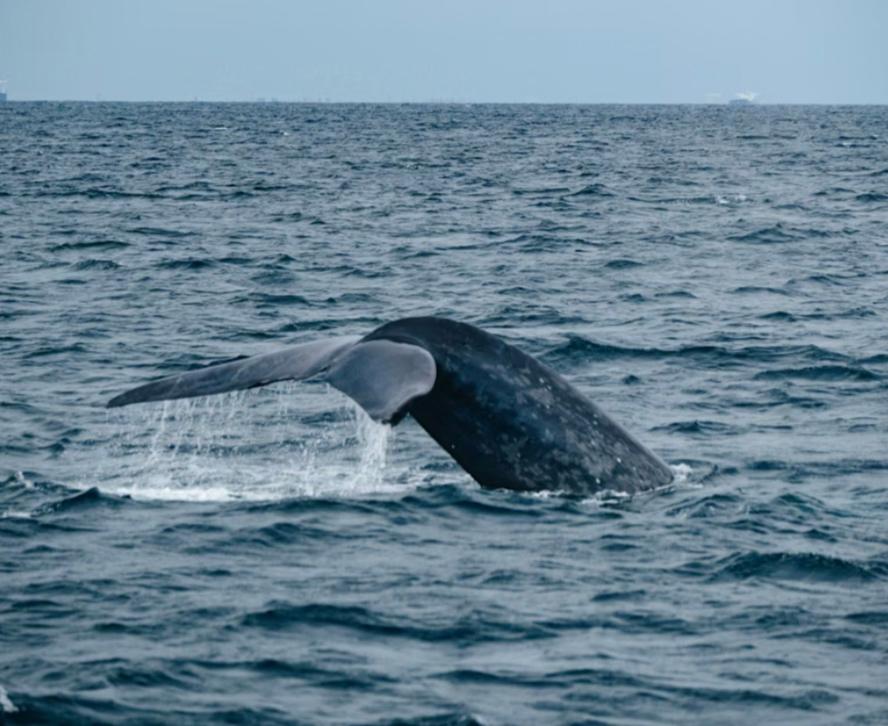 Une baleine grise