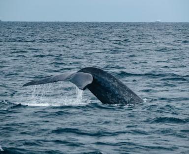 Une baleine grise