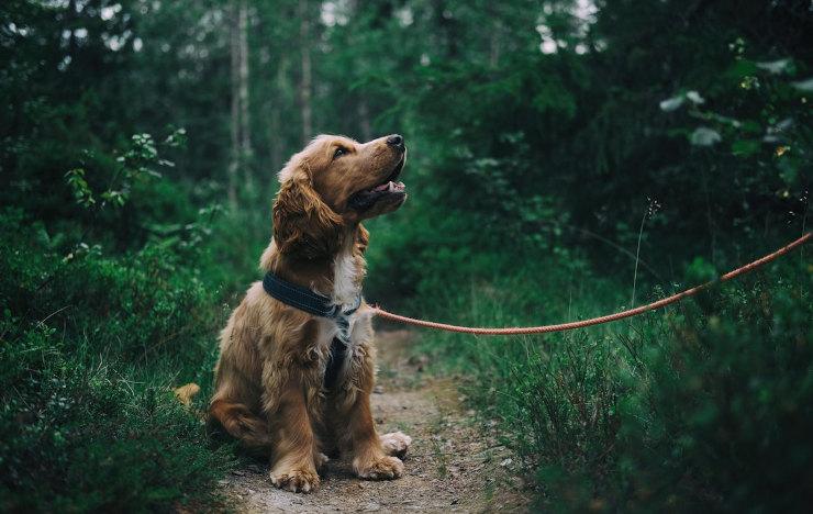 Expatriation et garde d’animaux : bien préparer son départ à l’international