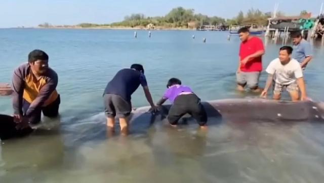 Baleine morte en Thaïlande