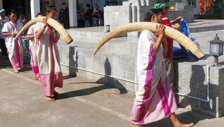 Retour défenses éléphant village Karen Thaïlande