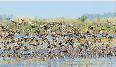 161 espèces d’oiseaux d’eau recensées dans le delta du Mékong