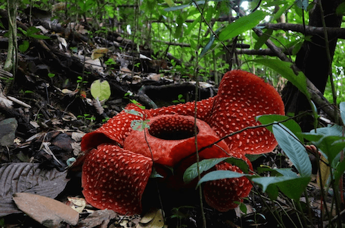 La Rafflesia (© Wikimedia)