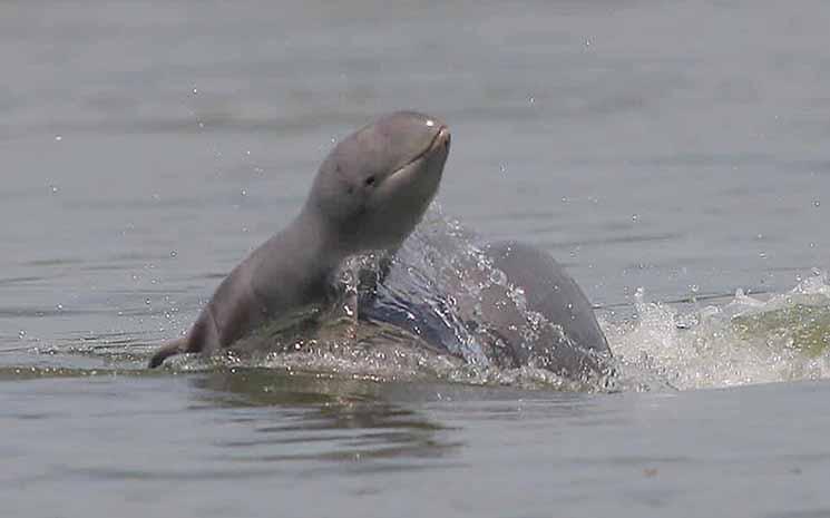 Un premier dauphin d’Irrawaddy né en 2026 dans le Mékong
