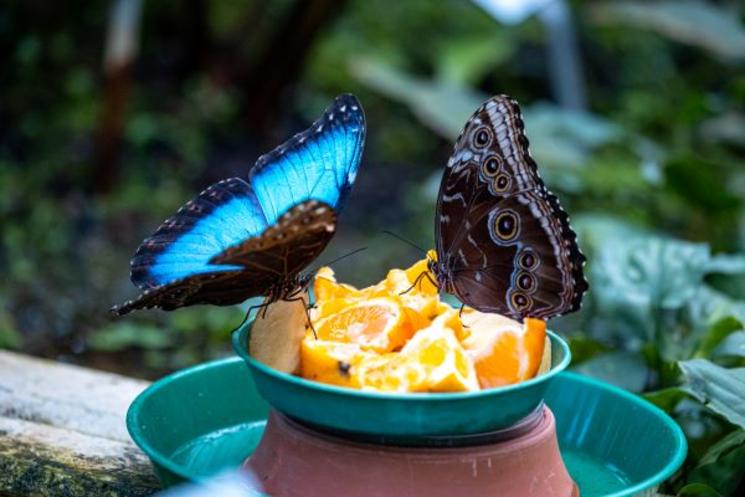 Papillons tropicaux mangeant des bouts d'orange.