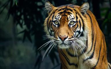Tigre