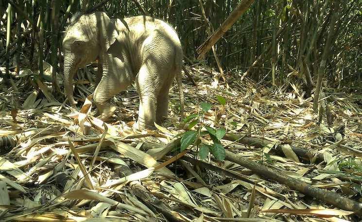 La biodiversité révélée du parc national de Virachey au Cambodge 2