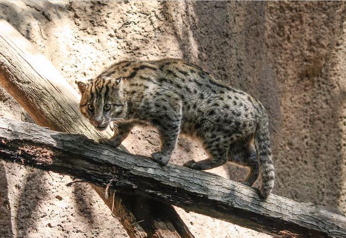 Le chat viverrin réapparaît dans les forêts du Cambodge