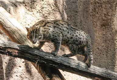 Le chat viverrin réapparaît dans les forêts du Cambodge