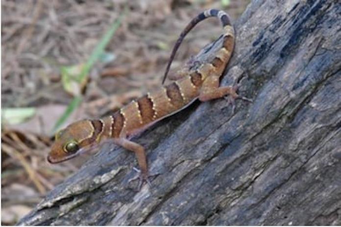 Un nouveau gecko découvert au Cambodge