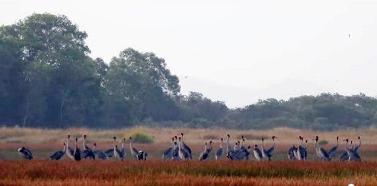 Près de 100 grues antigones recensées à Anlong Pring au Cambodge