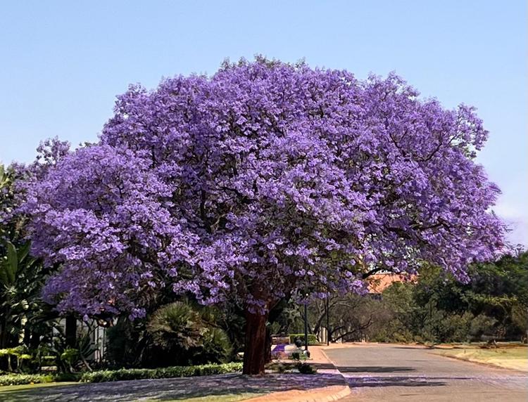 jacaranda en fleurs en Afrique du Sud