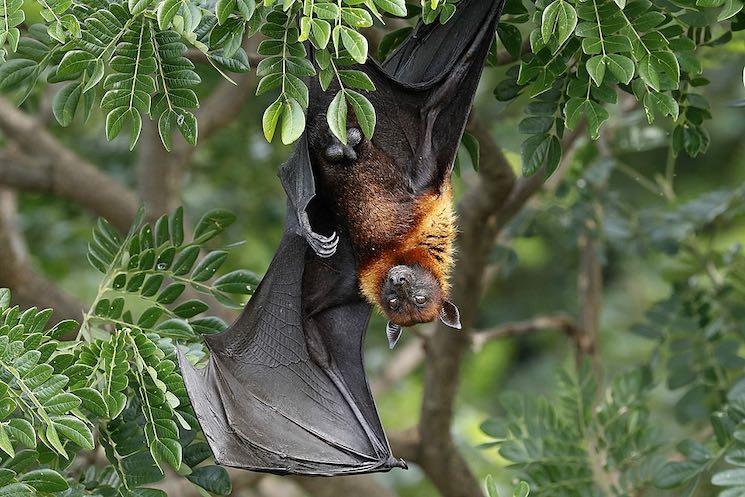 Virus Nipah au Cambodge - alerte aux frontières écologiques et climatiques 2