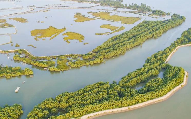 mangrove