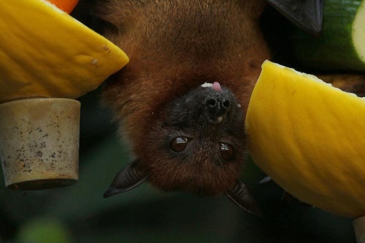 Nipah : l’ombre d’un virus mortel sur l’Asie